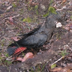 Calyptorhynchus banksii (Red-tailed Black-cockatoo) at Lyalls Mill, WA - 15 Aug 2011 by MB