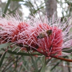 Hakea sp. at Balingup, WA - 17 Aug 2011 by MB