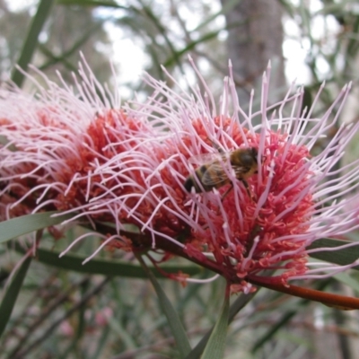 Hakea sp. at Balingup, WA - 17 Aug 2011 by MB