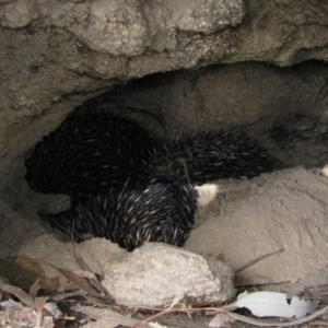 Tachyglossus aculeatus at Bumbalong, NSW - 5 Jul 2011 09:43 AM