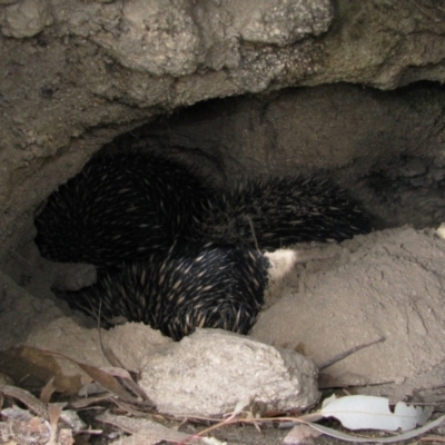 Tachyglossus aculeatus (Short-beaked Echidna) at Bumbalong, NSW - 5 Jul 2011 by MB