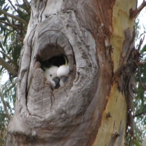 Cacatua galerita at Aranda, ACT - 20 Mar 2011