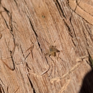 Eurepa marginipennis at Evatt, ACT - 21 Aug 2024 12:12 PM