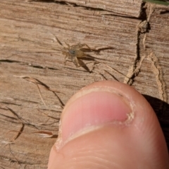 Eurepa marginipennis at Evatt, ACT - 21 Aug 2024 12:12 PM