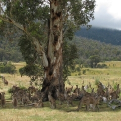 Macropus giganteus (Eastern Grey Kangaroo) at Rendezvous Creek, ACT - 3 Jan 2011 by MB