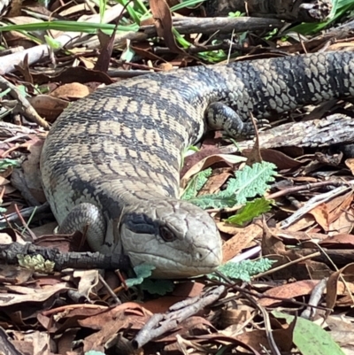 Tiliqua scincoides scincoides (Eastern Blue-tongue) at Hughes, ACT - 20 Aug 2024 by KL