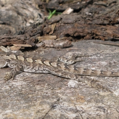 Amphibolurus muricatus at Rendezvous Creek, ACT - 3 Jan 2011 by MB