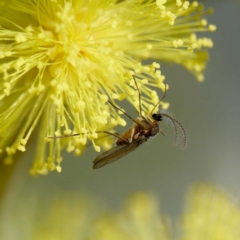 Cecidomyiidae (family) (Gall gnat) at Hall, ACT - 19 Aug 2024 by DPRees125