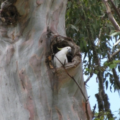 Cacatua galerita (Sulphur-crested Cockatoo) at Paddys River, ACT - 30 Jan 2010 by MB