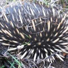 Tachyglossus aculeatus (Short-beaked Echidna) at Cotter River, ACT - 10 Apr 2010 by MB