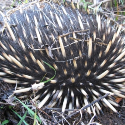 Tachyglossus aculeatus (Short-beaked Echidna) at Cotter River, ACT - 10 Apr 2010 by MB