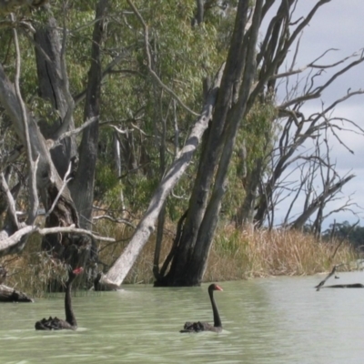 Cygnus atratus (Black Swan) at Kingston on Murray, SA - 8 Sep 2006 by MB