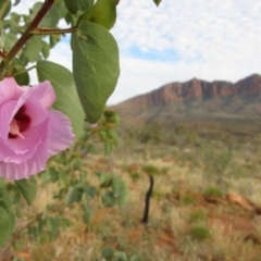 Gossypium australe (Australian Desert Rose) at Mount Zeil, NT - 8 Jun 2010 by MB