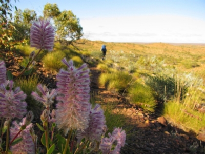 Ptilotus spathulatus at Mount Zeil, NT - 10 Jun 2010 by MB