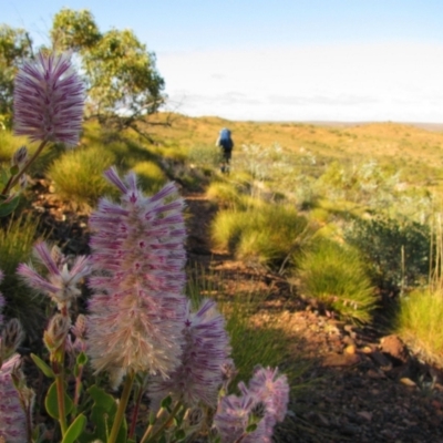 Ptilotus spathulatus at Mount Zeil, NT - 10 Jun 2010 by MB