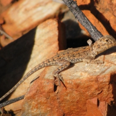 Unidentified Dragon at Burt Plain, NT - 17 Jun 2010 by MB