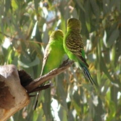 Melopsittacus undulatus (Budgerigar) at Burt Plain, NT - 16 Jun 2010 by MB