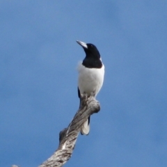 Cracticus nigrogularis (Pied Butcherbird) at Mount Zeil, NT - 8 Jun 2010 by MB