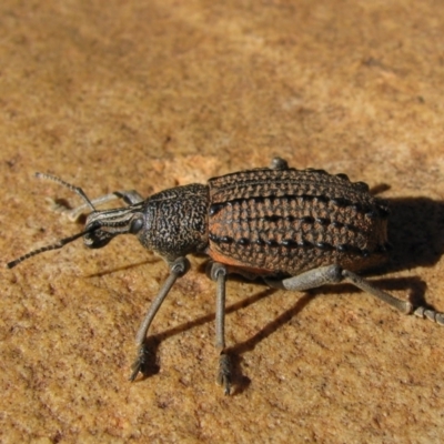 Ancyttalia sp. (genus) at Burt Plain, NT - 11 Jun 2010 by MB