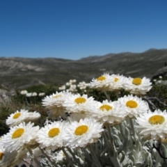 Leucochrysum alpinum (Alpine Sunray) at Charlotte Pass, NSW - 25 Jan 2009 by MB