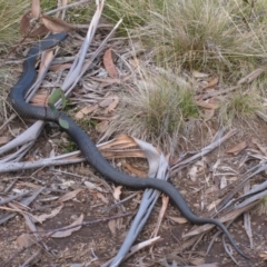 Pseudechis porphyriacus (Red-bellied Black Snake) at Nungar, NSW - 3 May 2009 by MB