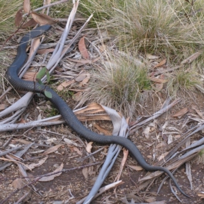 Pseudechis porphyriacus (Red-bellied Black Snake) at Nungar, NSW - 3 May 2009 by MB