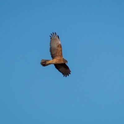 Circus approximans (Swamp Harrier) at Rendezvous Creek, ACT - 20 Aug 2024 by trevsci