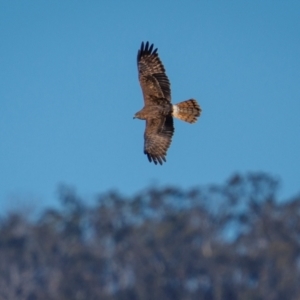 Circus approximans at Rendezvous Creek, ACT - 21 Aug 2024 08:35 AM