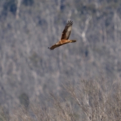 Circus approximans at Rendezvous Creek, ACT - 21 Aug 2024 08:35 AM