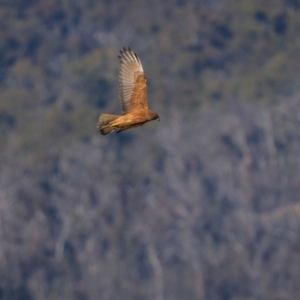 Circus approximans at Rendezvous Creek, ACT - 21 Aug 2024 08:35 AM