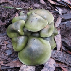 Unidentified Fungus at Cotter River, ACT - 30 May 2009 by MB