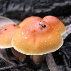 Hypholoma sp. (Hypholoma) at Cotter River, ACT - 30 May 2009 by MB