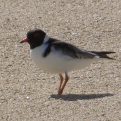 Charadrius rubricollis (Hooded Plover) by MB