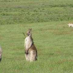 Macropus giganteus (Eastern Grey Kangaroo) at Rendezvous Creek, ACT - 16 Nov 2009 by MB