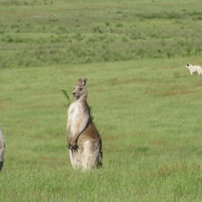 Macropus giganteus (Eastern Grey Kangaroo) at Rendezvous Creek, ACT - 16 Nov 2009 by MB