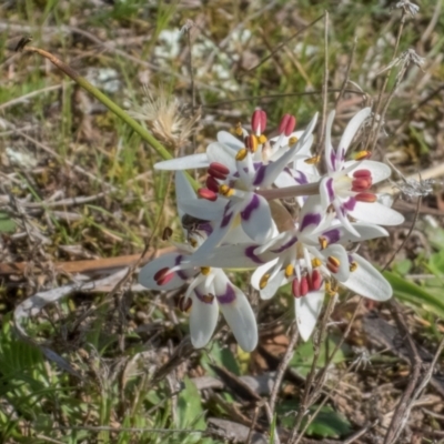 Wurmbea dioica subsp. dioica (Early Nancy) at Forde, ACT - 21 Aug 2024 by Cmperman