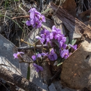 Hovea heterophylla at Forde, ACT - 21 Aug 2024 01:37 PM