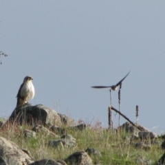 Falco berigora (Brown Falcon) at Theodore, ACT - 9 Oct 2009 by MB