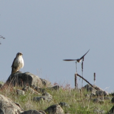 Falco berigora (Brown Falcon) at Theodore, ACT - 10 Oct 2009 by MB