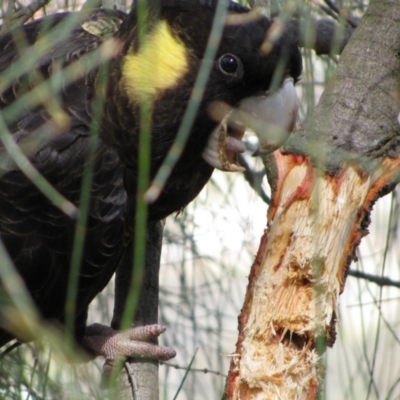 Zanda funerea (Yellow-tailed Black-Cockatoo) at Campbell, ACT - 11 Oct 2009 by MB