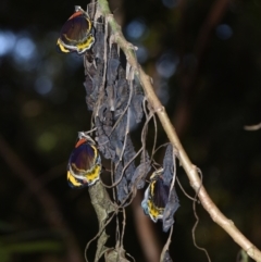 Mynes geoffroyi at Sheldon, QLD - 21 Aug 2024 by PJH123