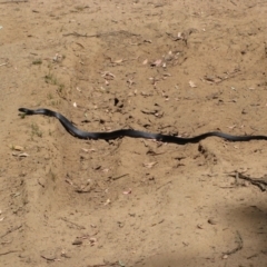 Pseudechis porphyriacus (Red-bellied Black Snake) at Wantagong, NSW - 6 Nov 2009 by MB