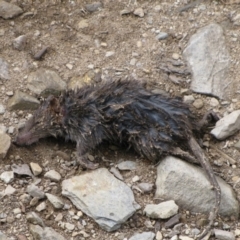 Antechinus sp. (genus) (Unidentified Antechinus) at Cotter River, ACT - 9 Jan 2009 by MB