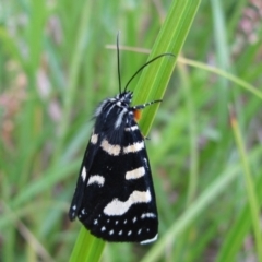 Phalaenoides tristifica (Willow-herb Day-moth) at Cotter River, ACT - 9 Jan 2009 by MB