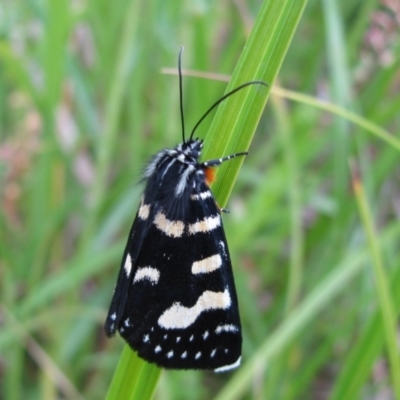 Phalaenoides tristifica (Willow-herb Day-moth) at Cotter River, ACT - 10 Jan 2009 by MB