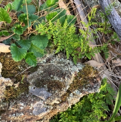 Cheilanthes austrotenuifolia (Rock Fern) at Fentons Creek, VIC - 9 Aug 2024 by KL