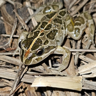 Limnodynastes tasmaniensis (Spotted Grass Frog) at Braidwood, NSW - 21 Aug 2024 by MatthewFrawley