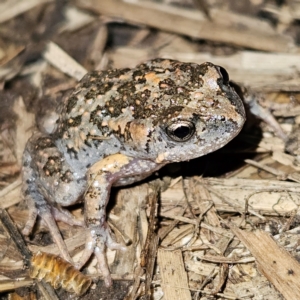 Uperoleia laevigata at Braidwood, NSW - 21 Aug 2024