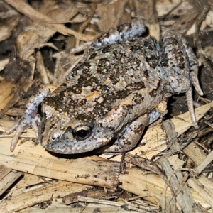 Uperoleia laevigata at Braidwood, NSW - 21 Aug 2024