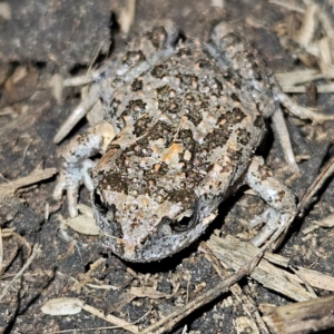 Uperoleia laevigata at Braidwood, NSW - 21 Aug 2024